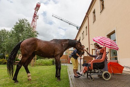 Setkání s terapeutickým koněm Sagim