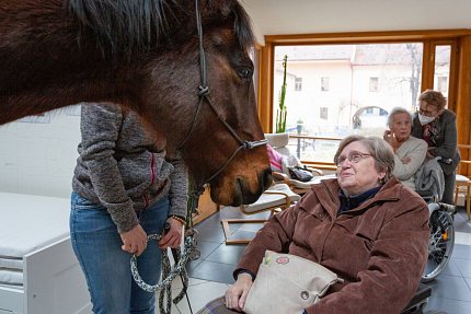 Návštěva terapeutického koně Sagiho - tentokrát v galerii Sue Ryder!