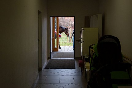 Návštěva terapeutického koně Sagiho - tentokrát v galerii Sue Ryder!