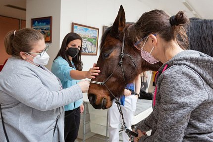 Návštěva terapeutického koně Sagiho - tentokrát v galerii Sue Ryder!