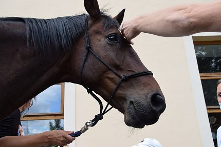 Setkání klientů s terapeutickým koněm Sagim