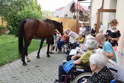 Setkání klientů s terapeutickým koněm Sagim