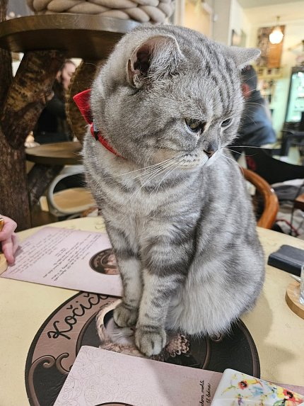 Intenzivní zooterapie pro seniory