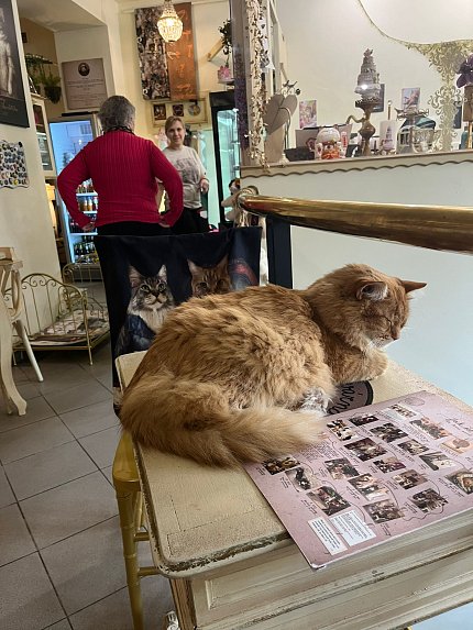 Intenzivní zooterapie pro seniory