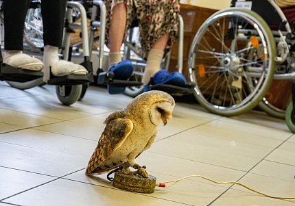 Sovy jako výjimečné zpestření pro nejstarší seniory