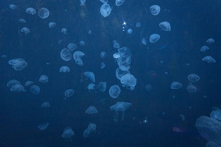 Výlet do světa medúz