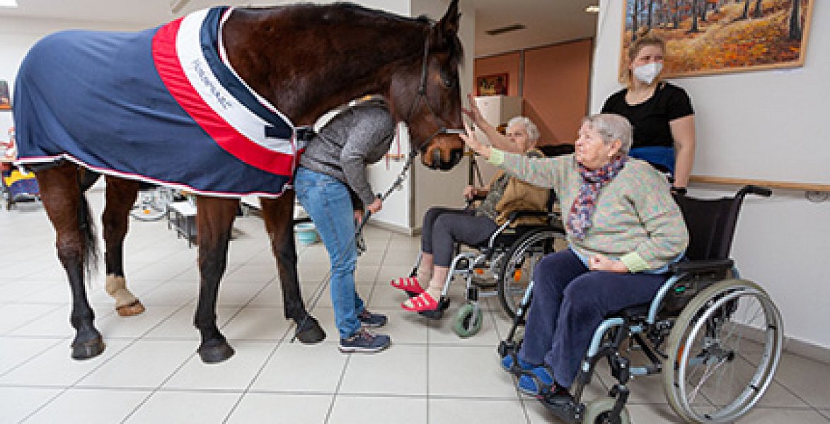 Visit of therapeutic horse Sagi in the gallery Sue Ryder